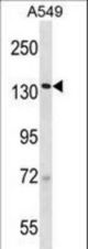 SF3B2 Antibody western blot of A549 cell line lysates (35 ug/lane). The SF3B2 antibody detected the SF3B2 protein (arrow).