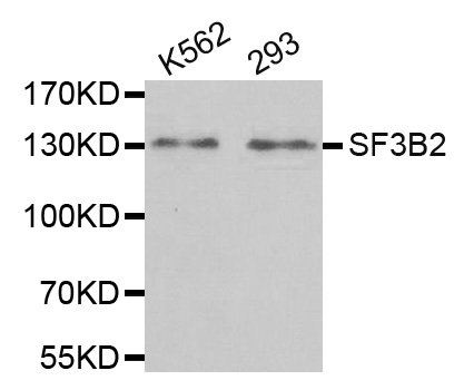 Western blot analysis of extracts of various cell lines, using SF3B2 antibody.