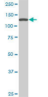 SF3B2 monoclonal antibody (M01), clone 5D2. Western blot of SF3B2 expression in PC-12.