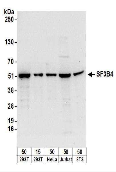 Detection of Human and Mouse SF3B4 by Western Blot. Samples: Whole cell lysate from 293T (15 and 50 ug), HeLa (50 ug), Jurkat (50 ug), and mouse NIH3T3 (50 ug) cells. Antibodies: Affinity purified rabbit anti-SF3B4 antibody used for WB at 0.1 ug/ml. Detection: Chemiluminescence with an exposure time of 10 seconds.