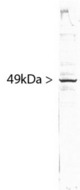 Blots of HeLa cell crude extract stained with SF3B4 antibody. SF3B4 runs with an apparent SDS-PAGE molecular weight 49kDa.