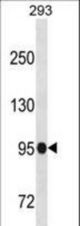SFMBT1 Antibody western blot of 293 cell line lysates (35 ug/lane). The SFMBT1 Antibody detected the SFMBT1 protein (arrow).