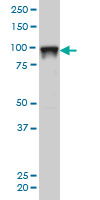 SFPQ monoclonal antibody clone 6D7 Western blot of SFPQ expression in HeLa NE.