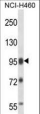SFPQ Antibody western blot of NCI-H460 cell line lysates (35 ug/lane). The SFPQ antibody detected the SFPQ protein (arrow).