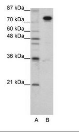 A: Marker, B: HepG2 Cell Lysate