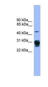 PSMD9 / 26S Proteasome antibody LS-C116834 Western blot of 293T cell lysate.
