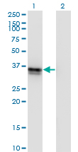 Western Blot analysis of FRZB expression in transfected 293T cell line by FRZB monoclonal antibody (M01), clone 4F7.Lane 1: FRZB transfected lysate(36.3 KDa).Lane 2: Non-transfected lysate.