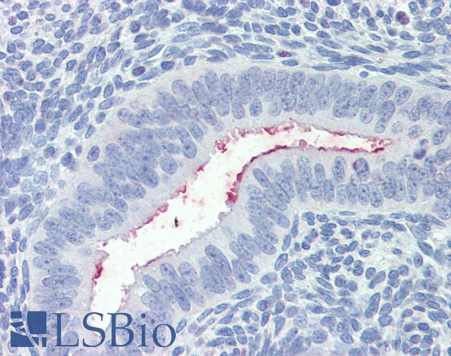 Anti-SFRP1 antibody IHC of human uterus. Immunohistochemistry of formalin-fixed, paraffin-embedded tissue after heat-induced antigen retrieval. Antibody LS-B4130 concentration 3.75 ug/ml.