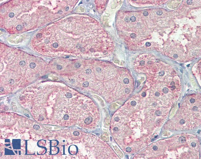 Anti-SFRP1 antibody IHC of human kidney. Immunohistochemistry of formalin-fixed, paraffin-embedded tissue after heat-induced antigen retrieval. Antibody LS-B4130 concentration 3.75 ug/ml.