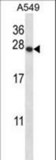 PSMD9 Antibody western blot of A549 cell line lysates (35 ug/lane). The PSMD9 antibody detected the PSMD9 protein (arrow).