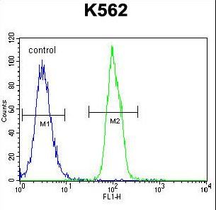 SFRP4 Antibody flow cytometry of K562 cells (right histogram) compared to a negative control cell (left histogram). FITC-conjugated goat-anti-rabbit secondary antibodies were used for the analysis.