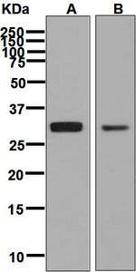 Western blot analysis on (A) 293T and (B) C6 cell lysates using anti-SF2 antibody.