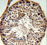 SFRS1 Antibody IHC of formalin-fixed and paraffin-embedded testis tissue followed by peroxidase-conjugated secondary antibody and DAB staining.