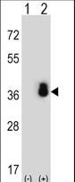 Western blot of SFRS1 (arrow) using rabbit polyclonal SFRS1 Antibody. 293 cell lysates (2 ug/lane) either nontransfected (Lane 1) or transiently transfected (Lane 2) with the SFRS1 gene.