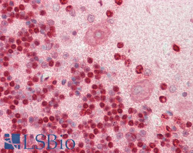 Anti-SFRS1 / SF2 antibody IHC staining of human brain, cerebellum. Immunohistochemistry of formalin-fixed, paraffin-embedded tissue after heat-induced antigen retrieval.