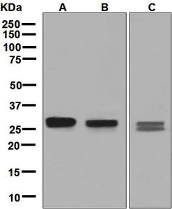 Western blot analysis on (A) HepG2, (B) Raji, and (C) HeLa cell lysates using anti-SF2 antibody.