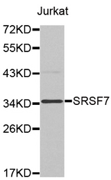 Western blot analysis of extracts of Jurkat cell line, using SRSF7 antibody.