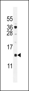 SFT2D2 Antibody western blot of U251 cell line lysates (35 ug/lane). The SFT2D2 antibody detected the SFT2D2 protein (arrow).