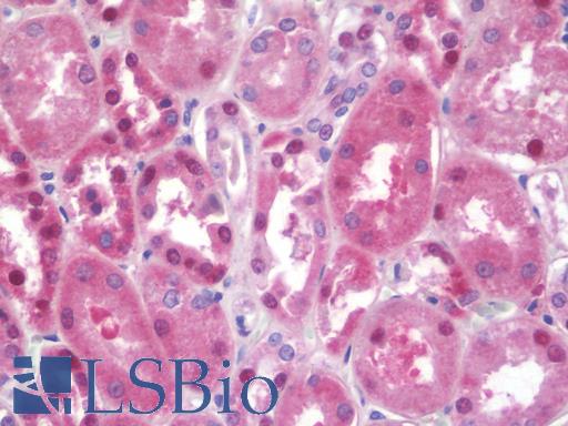Anti-SFT2D2 antibody IHC staining of human kidney. Immunohistochemistry of formalin-fixed, paraffin-embedded tissue after heat-induced antigen retrieval. Antibody LS-B9883 concentration 10 ug/ml.