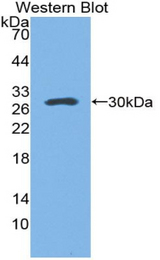Western blot of recombinant SFTPA1 / Surfactant Protein A.