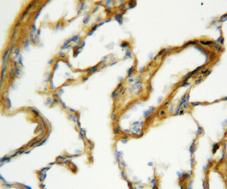 SFTPA1 / Surfactant Protein A antibody. IHC(P): Rat Lung Tissue.
