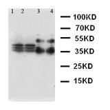 WB of SFTPA1 / Surfactant Protein A antibody. Lane 1: Mouse Lung Tissue Lysate. Lane 2: Mouse Lung Tissue Lysate. Lane 3: Rat Lung Tissue Lysate. Lane 4: Rat Lung Tissue Lysate.