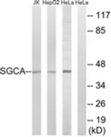 Western blot of extracts from HeLa/HepG2/Jurkat cells, using SGCA Antibody. The lane on the right is treated with the synthesized peptide.