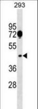 SGCA Antibody western blot of 293 cell line lysates (35 ug/lane). The SGCA antibody detected the SGCA protein (arrow).