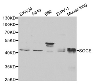 Western blot analysis of extracts of various cell lines, using SGCE antibody.
