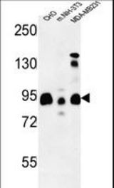 SGIP1 Antibody western blot of CHO,MDA-MB231, mouse NIH-3T3 cell line lysates (35 ug/lane). The SGIP1 antibody detected the SGIP1 protein (arrow).