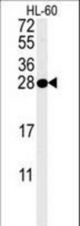 PSME1 Antibody western blot of HL-60 cell line lysates (35 ug/lane). The PSME1 antibody detected the PSME1 protein (arrow).
