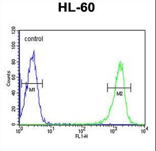 PSME1 Antibody flow cytometry of HL-60 cells (right histogram) compared to a negative control cell (left histogram). FITC-conjugated goat-anti-rabbit secondary antibodies were used for the analysis.