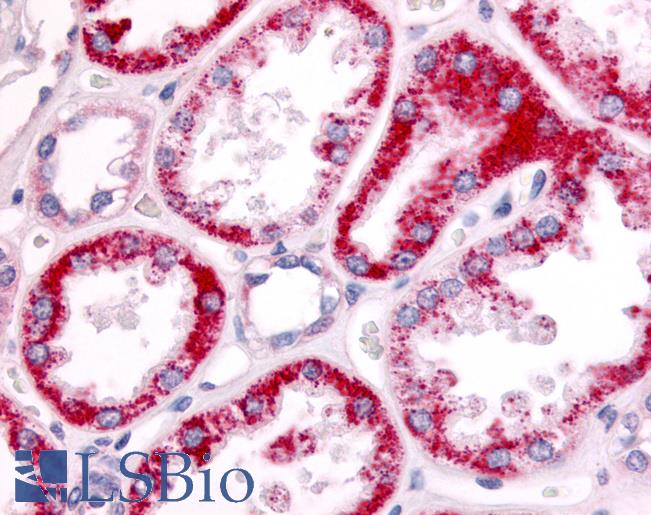 Anti-SGK2 antibody IHC of human kidney, tubules. Immunohistochemistry of formalin-fixed, paraffin-embedded tissue after heat-induced antigen retrieval. Antibody LS-A7221 dilution 7 ug/ml.