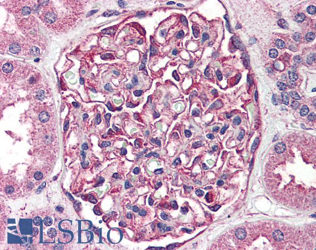 Anti-SGK2 antibody LS-A7220 IHC of human kidney. Immunohistochemistry of formalin-fixed, paraffin-embedded tissue after heat-induced antigen retrieval.
