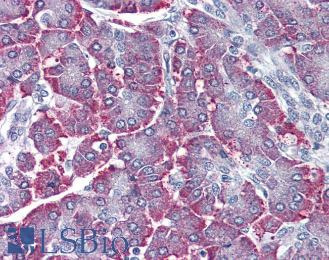 Anti-SGK2 antibody LS-A7220 IHC of human pancreas. Immunohistochemistry of formalin-fixed, paraffin-embedded tissue after heat-induced antigen retrieval.
