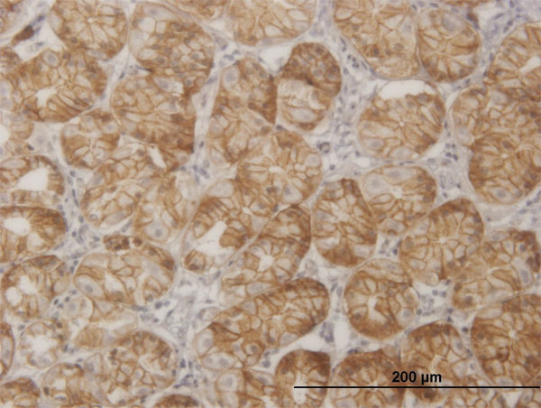 Immunoperoxidase of monoclonal antibody to SGK2 on formalin-fixed paraffin-embedded human stomach. [antibody concentration 3 ug/ml]