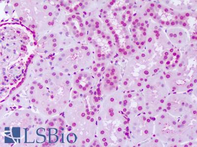 Anti-SGK2 antibody IHC of human kidney. Immunohistochemistry of formalin-fixed, paraffin-embedded tissue after heat-induced antigen retrieval. Antibody LS-A7218 dilution 1 ug/ml.