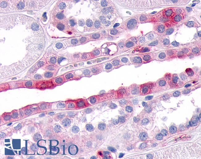 Anti-SGK3 antibody IHC of human kidney. Immunohistochemistry of formalin-fixed, paraffin-embedded tissue after heat-induced antigen retrieval.