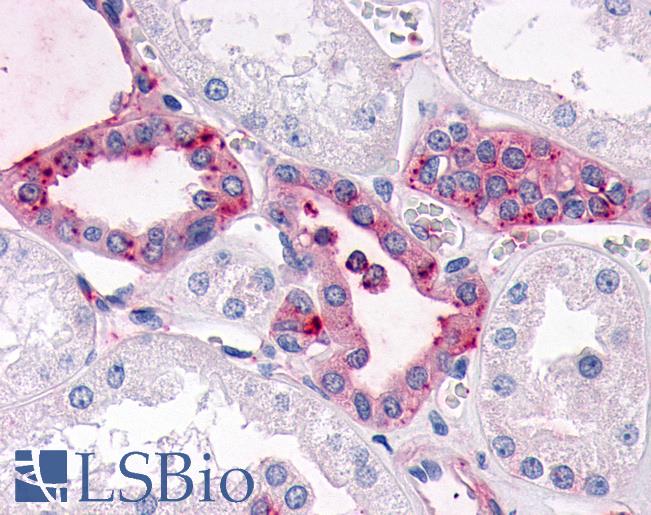 Anti-SGK3 antibody IHC of human kidney. Immunohistochemistry of formalin-fixed, paraffin-embedded tissue after heat-induced antigen retrieval.