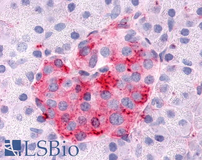 Anti-SGK3 antibody LS-A7230 IHC of human pancreas, islet. Immunohistochemistry of formalin-fixed, paraffin-embedded tissue after heat-induced antigen retrieval.