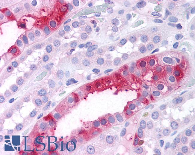 Anti-SGK3 antibody LS-A7238 IHC of human kidney. Immunohistochemistry of formalin-fixed, paraffin-embedded tissue after heat-induced antigen retrieval.