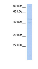 SGK3 antibody LS-B4684 Western blot of SH-SYSY lysate.