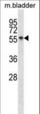 Mouse Sgk3 Antibody western blot of mouse bladder tissue lysates (35 ug/lane). The Sgk3 antibody detected the Sgk3 protein (arrow).