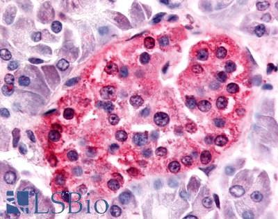 Anti-SGK3 antibody LS-A7240 IHC of human islet of Langerhans. Immunohistochemistry of formalin-fixed, paraffin-embedded tissue after heat-induced antigen retrieval.