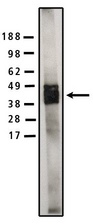 Legend: Western blot of SMS1 antibody (LS-C140518) on human brain lysate (10 ug/lane) at a concentration of 5 ug/ml. Secondary antibody used at 1:75k dilution and visualized using Pierce West Femto substrate