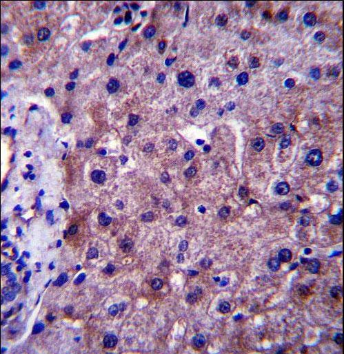 SGMS1 Antibody immunohistochemistry of formalin-fixed and paraffin-embedded human liver tissue followed by peroxidase-conjugated secondary antibody and DAB staining.