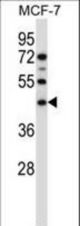SGMS1 Antibody western blot of MCF-7 cell line lysates (35 ug/lane). The SGMS1 antibody detected the SGMS1 protein (arrow).