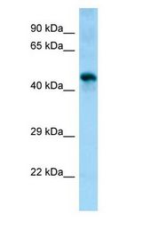 SGMS1 / TMEM23 antibody Western Blot of Mouse Muscle.