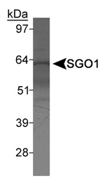 Detection of SGO1 in HeLa nuclear extract.