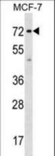 SGOL1 Antibody western blot of MCF-7 cell line lysates (35 ug/lane). The SGOL1 antibody detected the SGOL1 protein (arrow).